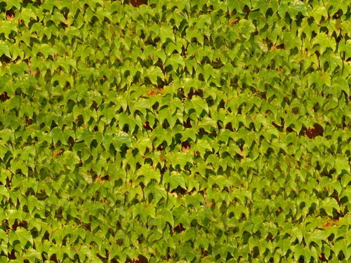 Leaf textur