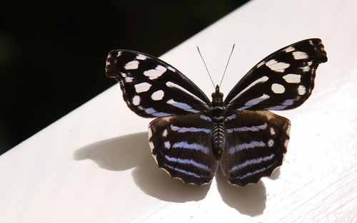 Close-up beeld van de vlinder