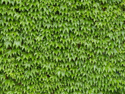 Pared de hojas verdes