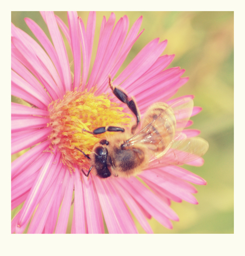 Пчела на цветке розовый