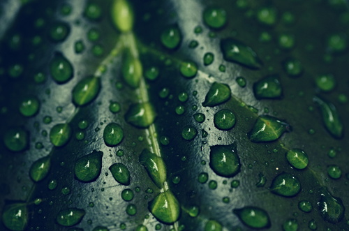 Waterdruppels op een blad