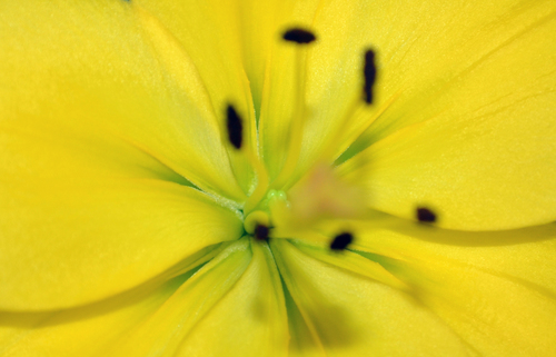 Floare galben