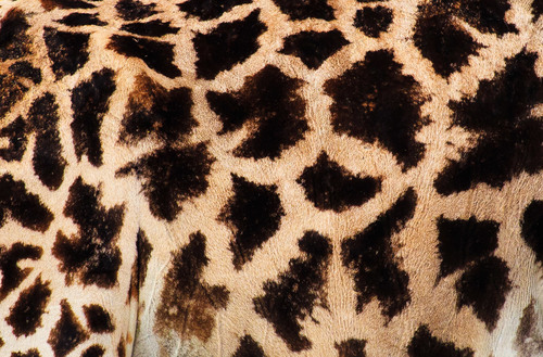 Texture de girafe