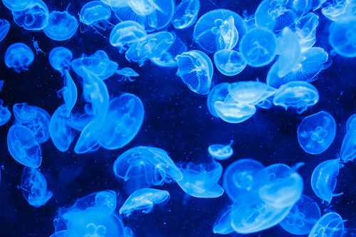 Água-viva azul imagem