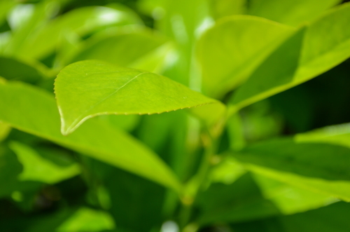 Imagem de close-up de folha verde
