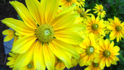 Žluté květy