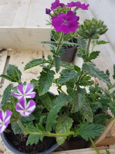 Plante flori violet