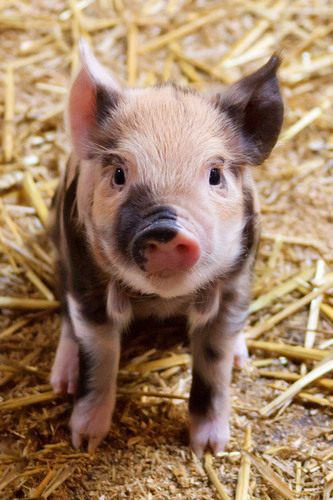 Portrait of a cute piglet