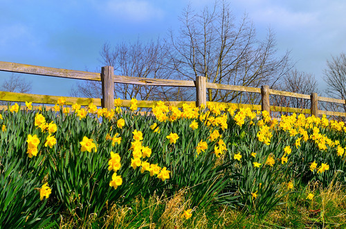 Gele bloemen en houten hek