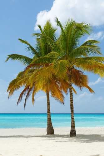 Palmiers sur la plage de sable