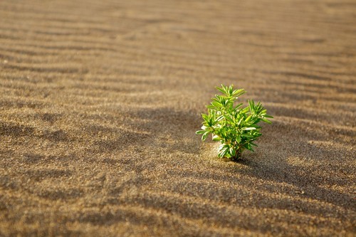 Зеленое растение в песке