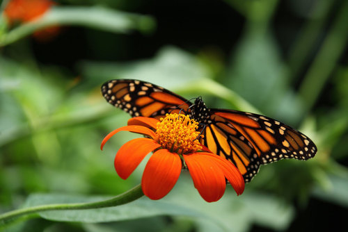 Papillon monarque sur le tournesol mexicain