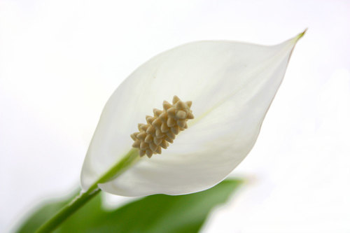 White leaf