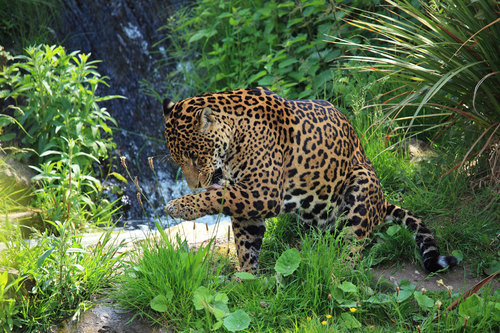 Divoký jaguar v zelené přírodě.