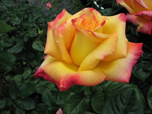 Mélange jaune Rose
