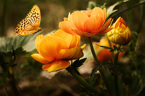 Žluté oranžové květy a motýl