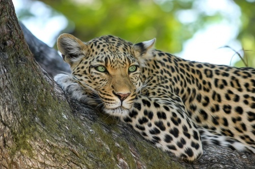 Leopard på ett träd