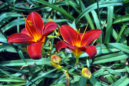 Tiger lily in garden