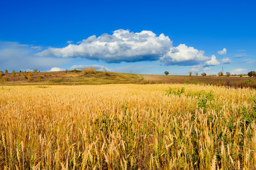 Buğday alanı