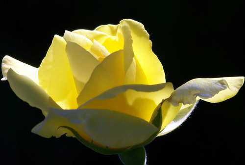 Yellow rose isolated on black background