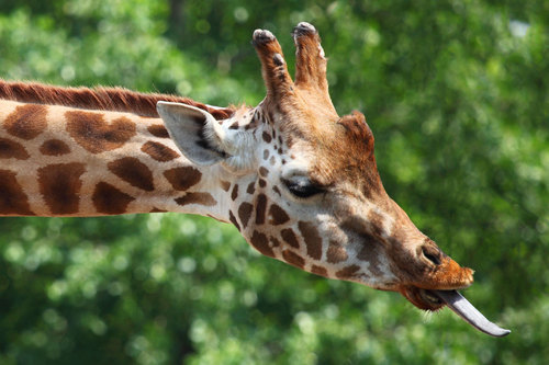 Retrato de perfil de girafa