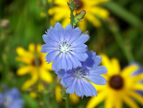 Blue cornflower in focus