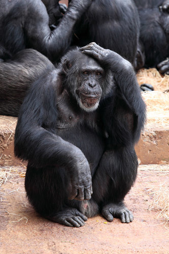 Oude chimpansee met betrokken gezicht