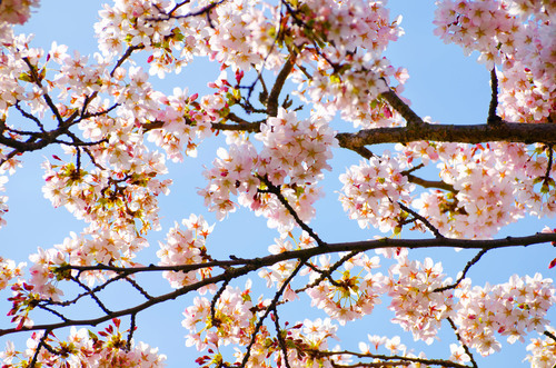 Blossom branch on sunny day