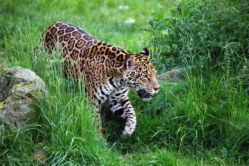Jaguar in green nature