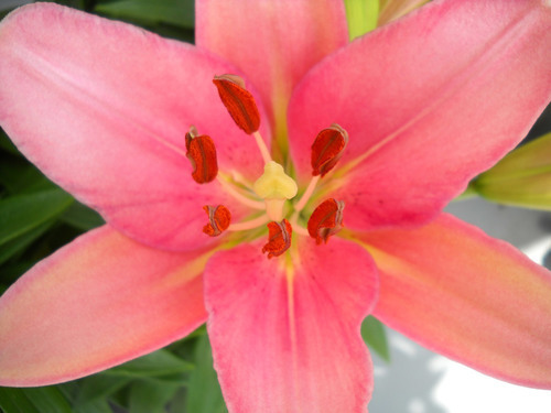 Pink lily close up