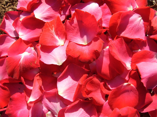 Rose Petals background