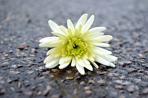 Flower On The Road