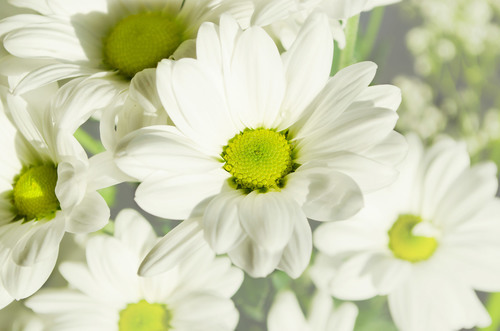 Image de macro de fleur blanche