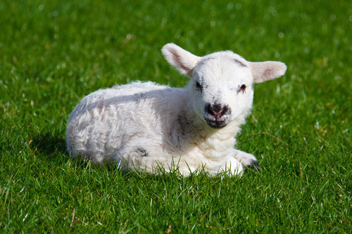 White lamb on the grass