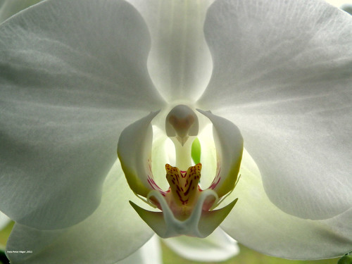 Foto de orquídea centro macro