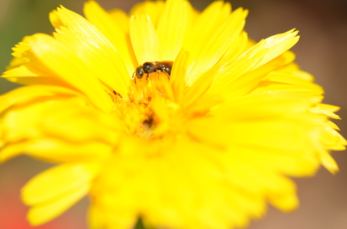Flor amarela e uma abelha
