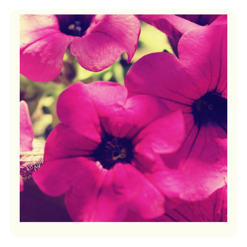 Fialové květy, uvnitř bílý rámeček