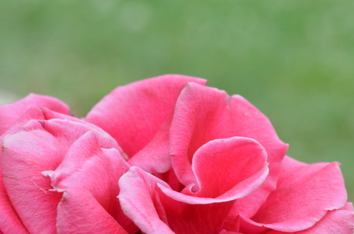 Rosa blomma