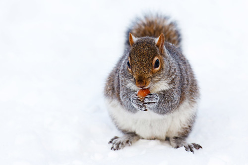 Squirrel in the snow