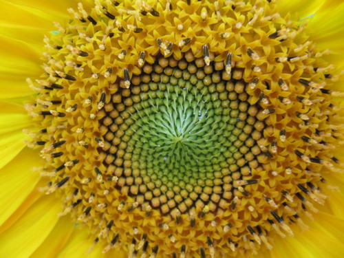 Floare close-up