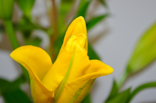 Žlutý květ Detail