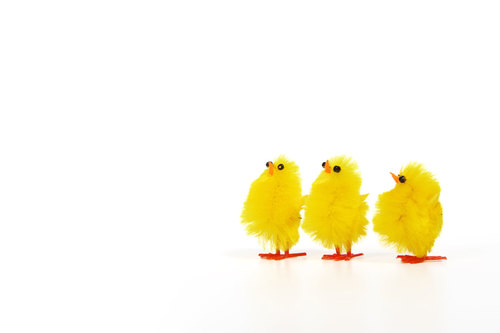 Tři žluté kuřat na bílém pozadí