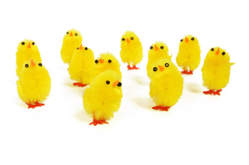 Žlutá kuřata na bílém pozadí