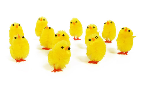 Poussins jaunes sur fond blanc