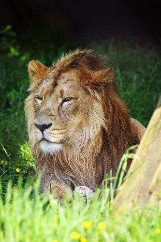 León macho en Paisaje Natural