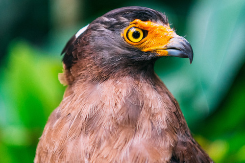 Eagle profil