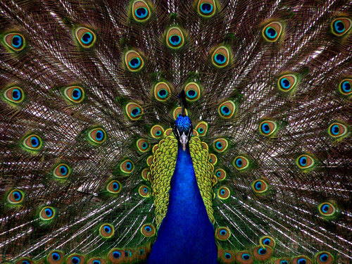 Peacock met grote veren