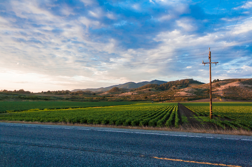 Green fields by the road