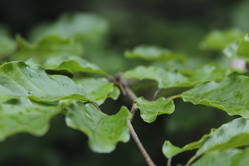 groene bladeren close-up