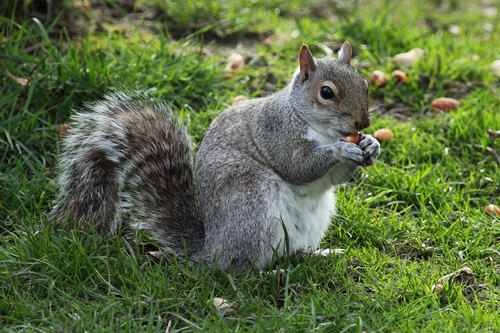 Écureuil mangeant